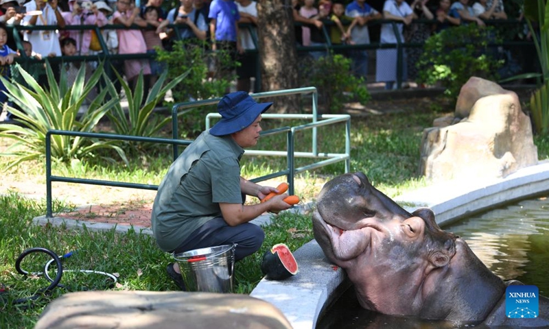 A breeder feeds a hippo with fresh carrots and watermelon at the Guangzhou Zoo in Guangzhou, south China's Guangdong Province, July 13, 2023. The zoo has taken various measures to cool the animals during the summer heat in Guangzhou.(Photo: Xinhua)