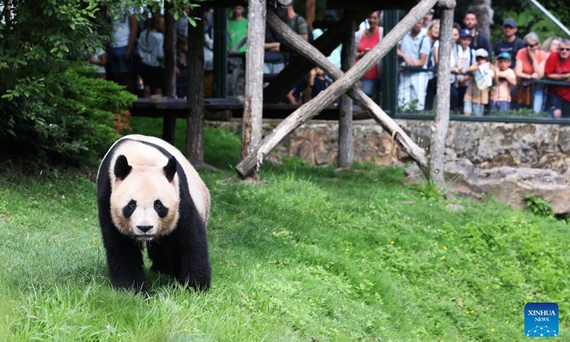 This photo taken on July 24, 2023 shows the giant panda Yuan Meng at Beauval Zoo in Saint-Aignan, France. Yuan Meng, the first giant panda born in France in 2017, will return to China on Tuesday. (Xinhua/Gao Jing)