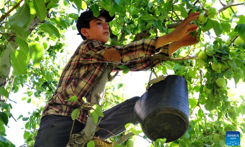 A farmer harvests pears in the Zabadani area, Damascus, Syria, July 23, 2023. (Photo by Ammar Safarjalani/Xinhua)