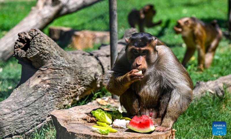 A monkey eats a piece of watermelon amid heatwave at a zoo in Skopje, North Macedonia, July 18, 2023.(Photo: Xinhua)