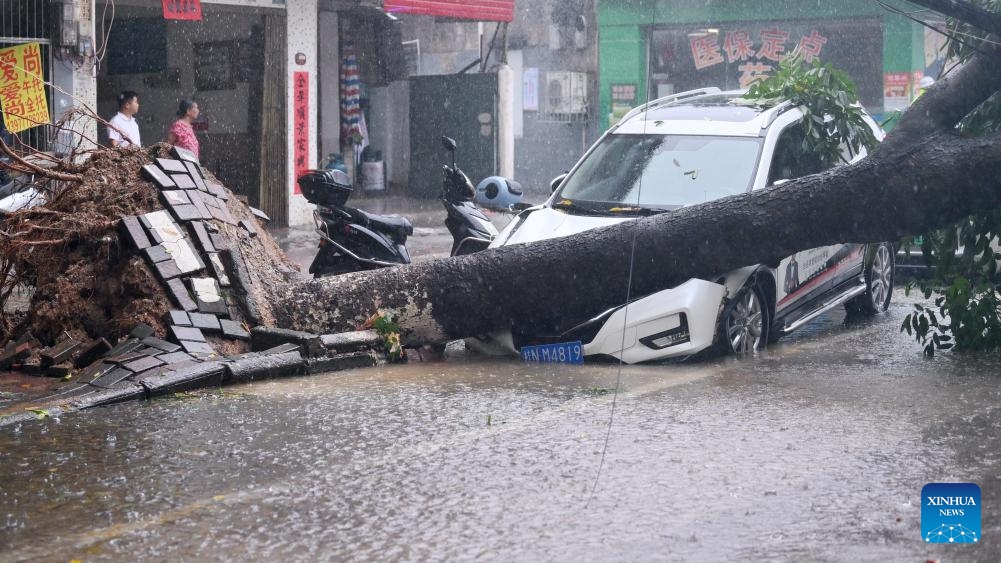 This photo taken on July 18, 2023 shows a car damaged by a fallen tree in Qinzhou, south China's Guangxi Zhuang Autonomous Region. Typhoon Talim, the fourth typhoon this year, landed in the coastal area of south China's Guangxi Zhuang Autonomous Region early Tuesday, the typhoon's second landfall in China after it first landed in Guangdong Province on Monday night.(Photo: Xinhua)