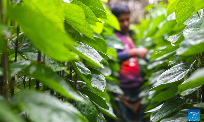 A farmer works at a betel field in Bagerhat, Bangladesh on July 16, 2023. Farmers in Bangladesh's Bagerhat district have been busy harvesting betel leaves. Betel leaf is considered one of the important cash crops that gains popularity in Bangladesh.(Photo: Xinhua)