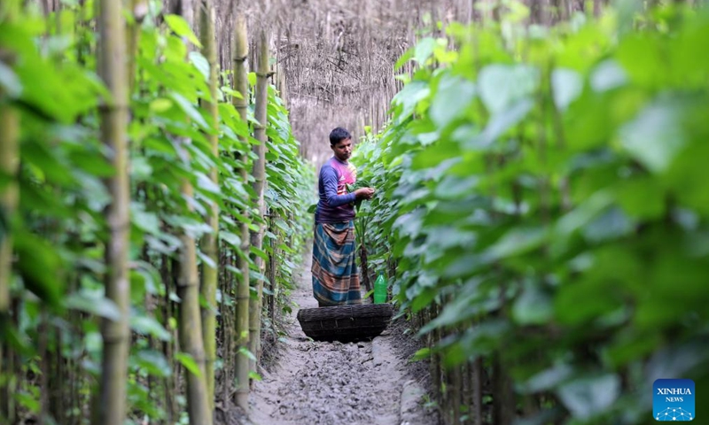 A farmer works at a betel field in Bagerhat, Bangladesh on July 16, 2023. Farmers in Bangladesh's Bagerhat district have been busy harvesting betel leaves. Betel leaf is considered one of the important cash crops that gains popularity in Bangladesh.(Photo: Xinhua)