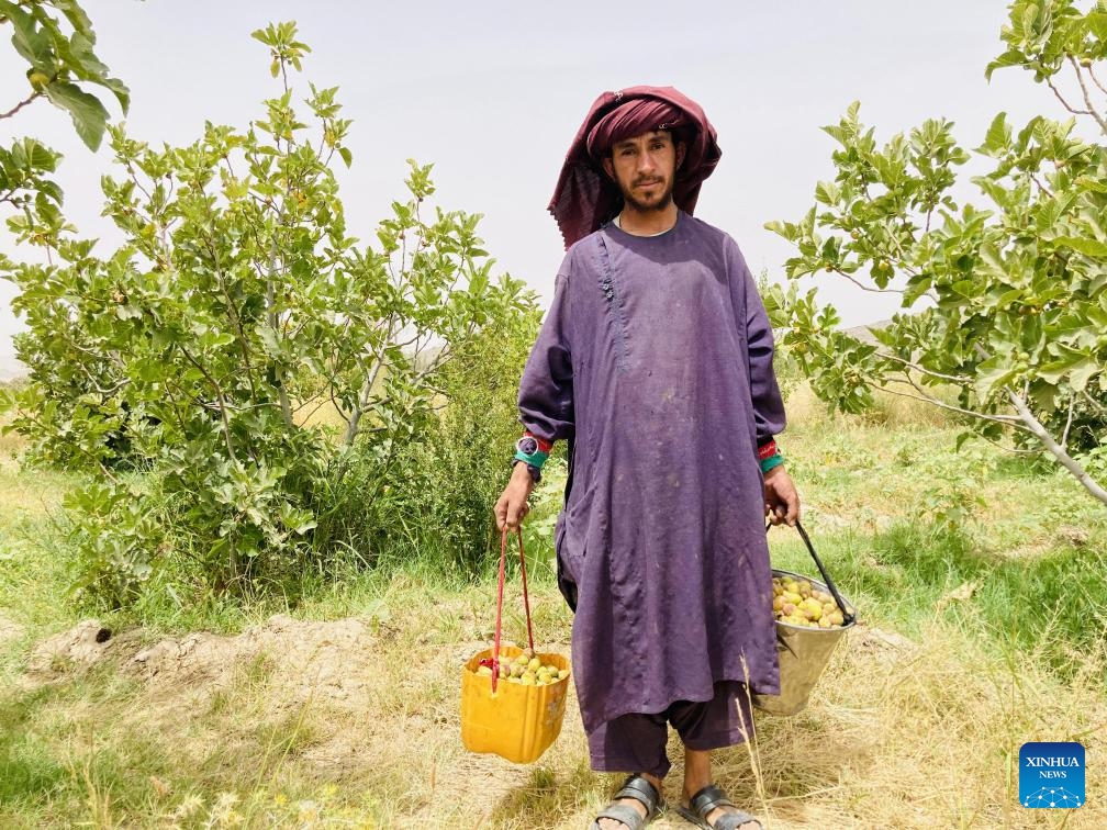 An Afghan farmer harvests fresh figs at a garden in Kandahar province, Afghanistan, July 20, 2023. Figs are widely grown in southern Kandahar and the neighboring Helmand and Zabul provinces. Mostly used as medicine in the traditional medical treatment among Afghans, the sweet fruit is largely used in homeopathic shops in the country.(Photo: Xinhua)