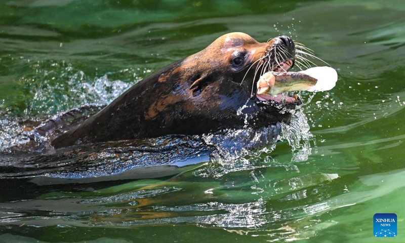 A sea lion tries to catch frozen food amid heatwave at a zoo in Skopje, North Macedonia, July 18, 2023.(Photo: Xinhua)