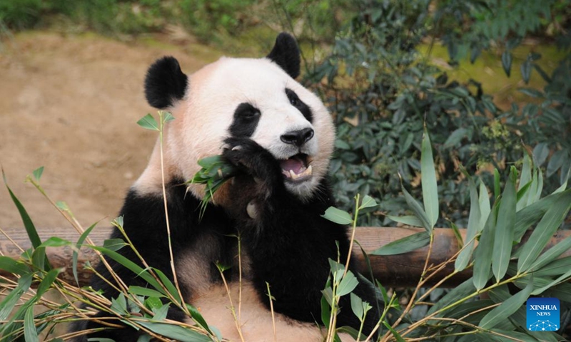 Giant panda Fu Bao eats bamboo at Everland Resort in Yongin, South Korea, July 19, 2023. The giant panda Fu Bao celebrated its 3rd birthday on Thursday.(Photo: Xinhua)