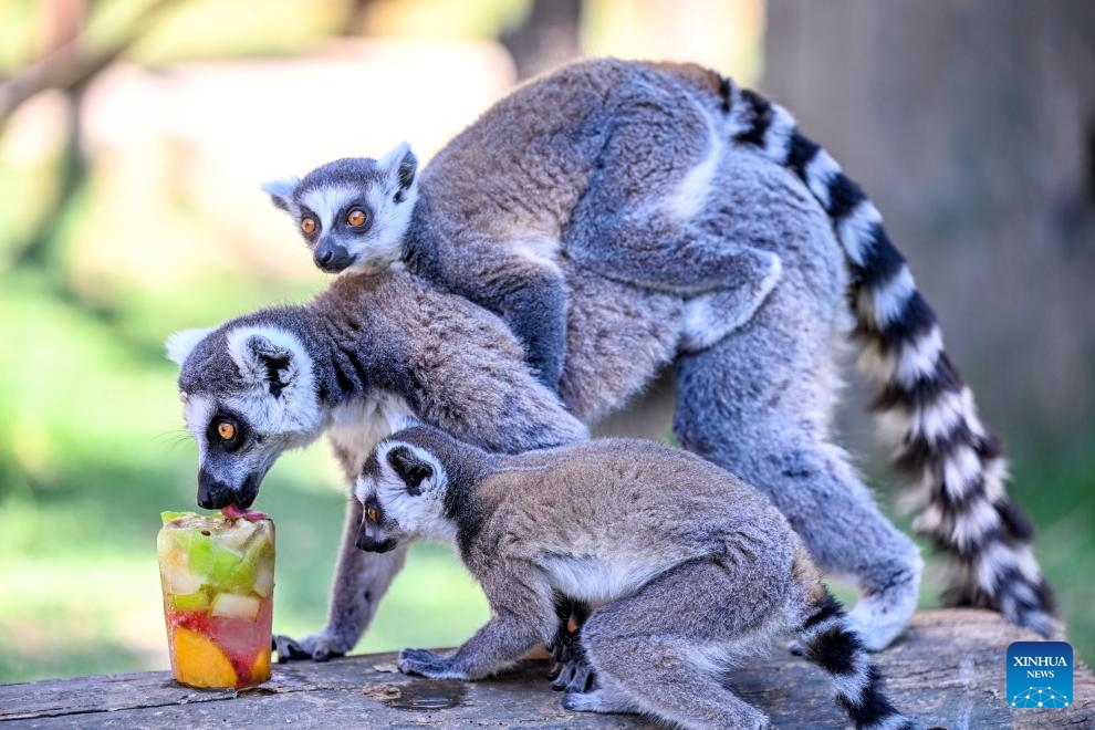 Lemurs eat frozen fruits amid heatwave at a zoo in Skopje, North Macedonia, July 18, 2023.(Photo: Xinhua)