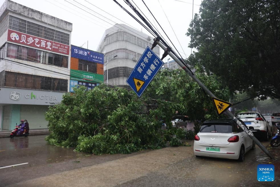 A fallen tree causes traffic jam on a street in Qinzhou, south China's Guangxi Zhuang Autonomous Region, on July 18, 2023. Typhoon Talim, the fourth typhoon this year, landed in the coastal area of south China's Guangxi Zhuang Autonomous Region early Tuesday, the typhoon's second landfall in China after it first landed in Guangdong Province on Monday night.(Photo: Xinhua)