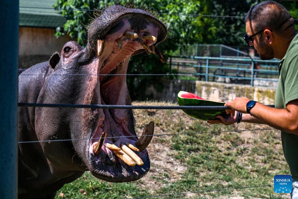 A hippopotamus eats a piece of watermelon amid heatwave at a zoo in Skopje, North Macedonia, July 18, 2023.(Photo: Xinhua)