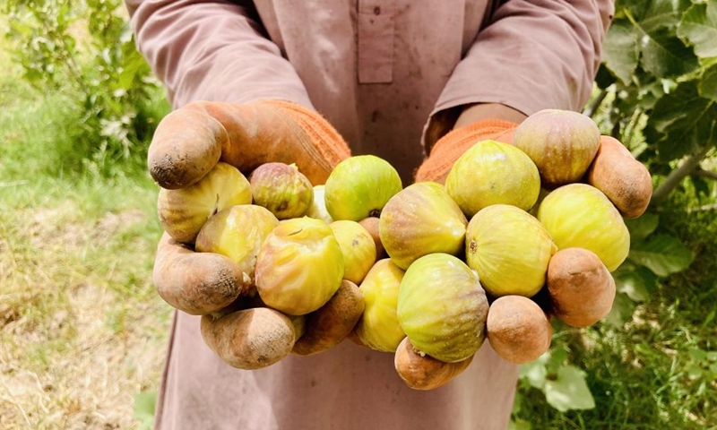 An Afghan farmer displays harvested fresh figs at a garden in Kandahar province, Afghanistan, July 20, 2023. Figs are widely grown in southern Kandahar and the neighboring Helmand and Zabul provinces. Mostly used as medicine in the traditional medical treatment among Afghans, the sweet fruit is largely used in homeopathic shops in the country.(Photo: Xinhua)