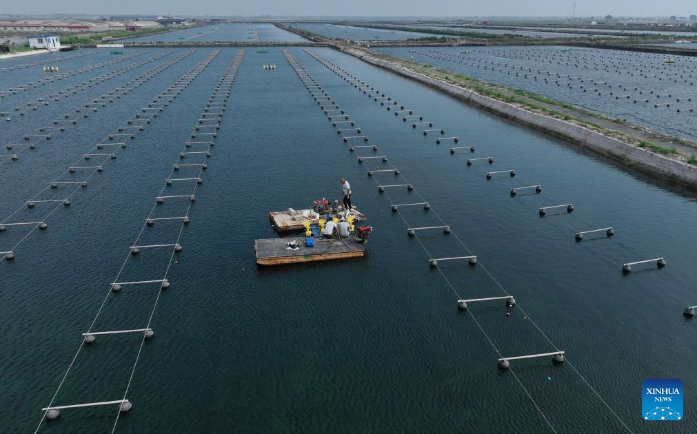 This aerial photo taken on July 17, 2023 shows villagers installing an aerator at a marine farm in Jianggezhuang Township, Laoting County, north China's Hebei Province. Laoting County has been actively developing marine farming in an effort to enrich seafood supply while mitigating intensity of inshore fishing and maintaining ecological balance in the oceanic environment.(Photo: Xinhua)