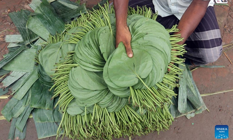 A worker packs betel leaves at a market in Bagerhat, Bangladesh on July 16, 2023. Farmers in Bangladesh's Bagerhat district have been busy harvesting betel leaves. Betel leaf is considered one of the important cash crops that gains popularity in Bangladesh.(Photo: Xinhua)