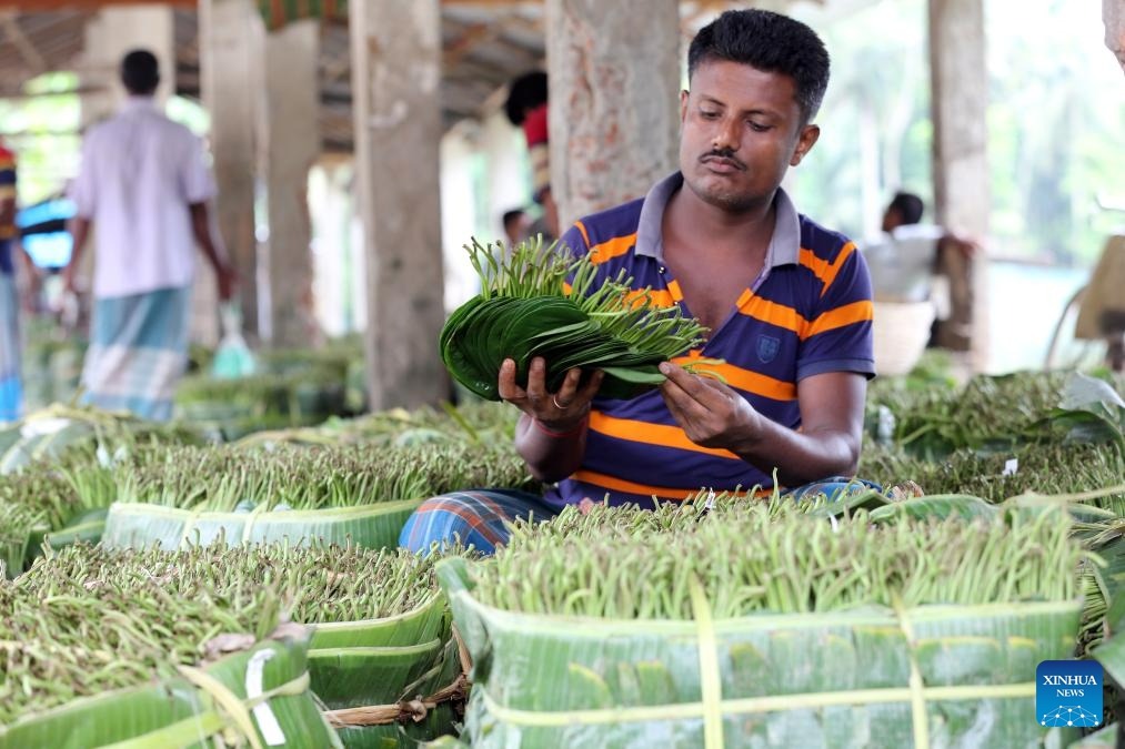 A worker packs betel leaves at a market in Bagerhat, Bangladesh on July 16, 2023. Farmers in Bangladesh's Bagerhat district have been busy harvesting betel leaves. Betel leaf is considered one of the important cash crops that gains popularity in Bangladesh.(Photo: Xinhua)