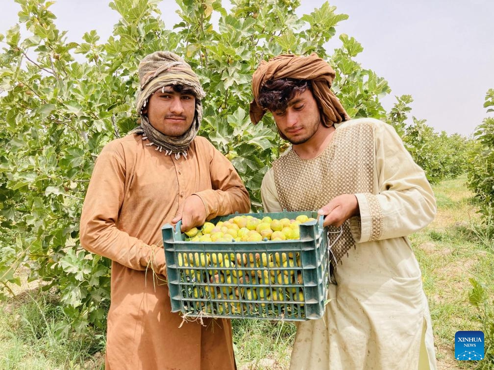 Afghan farmers carry a box of fresh figs at a garden in Kandahar province, Afghanistan, July 20, 2023. Figs are widely grown in southern Kandahar and the neighboring Helmand and Zabul provinces. Mostly used as medicine in the traditional medical treatment among Afghans, the sweet fruit is largely used in homeopathic shops in the country.(Photo: Xinhua)