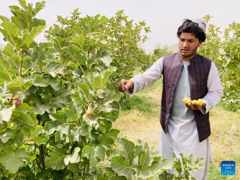 An Afghan farmer harvests fresh figs at a garden in Kandahar province, Afghanistan, July 20, 2023. Figs are widely grown in southern Kandahar and the neighboring Helmand and Zabul provinces. Mostly used as medicine in the traditional medical treatment among Afghans, the sweet fruit is largely used in homeopathic shops in the country.(Photo: Xinhua)