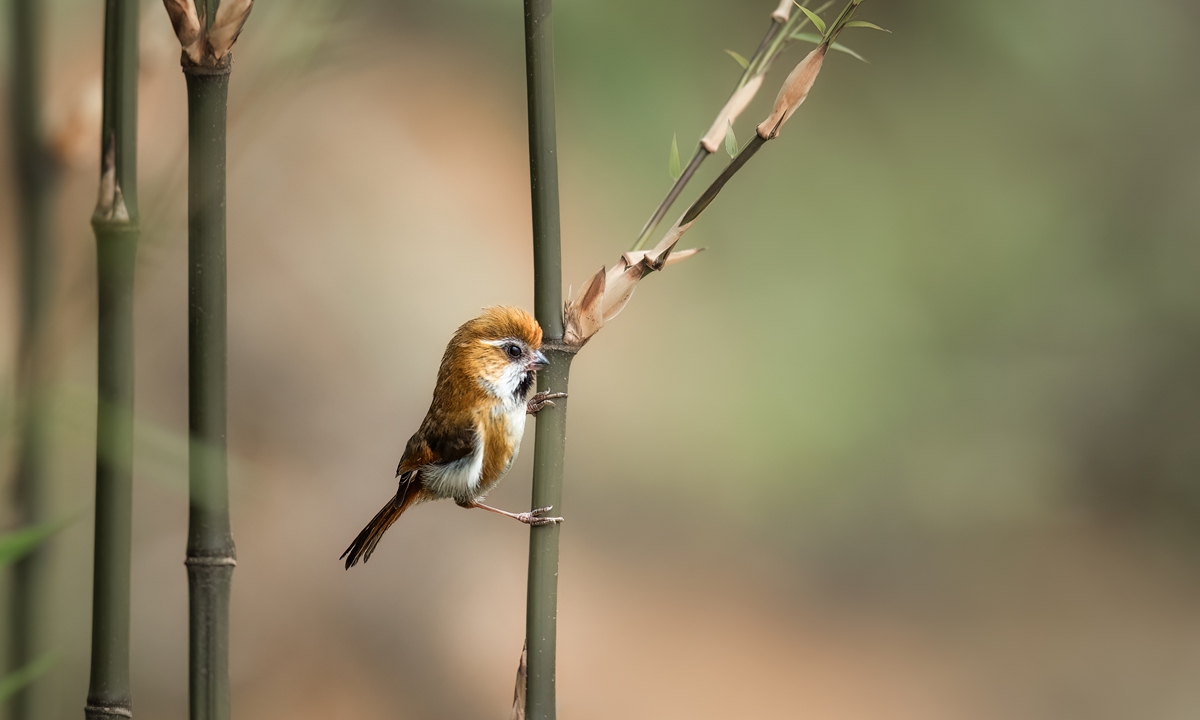 A wild suthora spotted in Sichuan Province