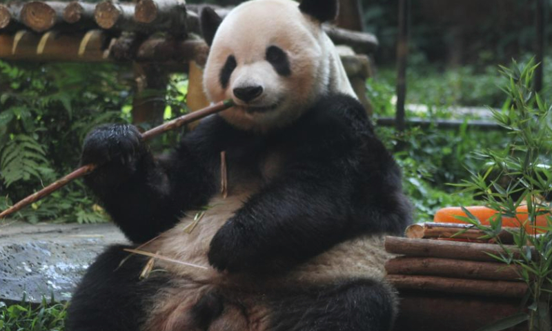 Giant panda Cai Tao is seen during a celebration for his 13th birthday at Taman Safari in Bogor, West Java, Indonesia, Aug. 5, 2023. The giant pandas Cai Tao and Hu Chun from southwest China's Sichuan Province have been living in the safari park since 2017. (Photo by Sandika Fadilah/Xinhua)