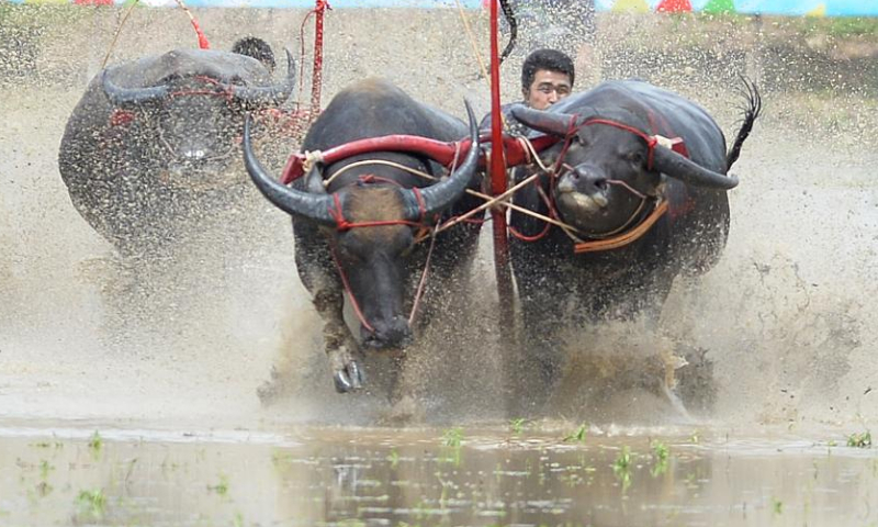 Buffalo racers compete during a buffalo race to celebrate the start of paddy-sowing season in Chonburi, Thailand, Aug. 6, 2023. (Xinhua/Rachen Sageamsak)