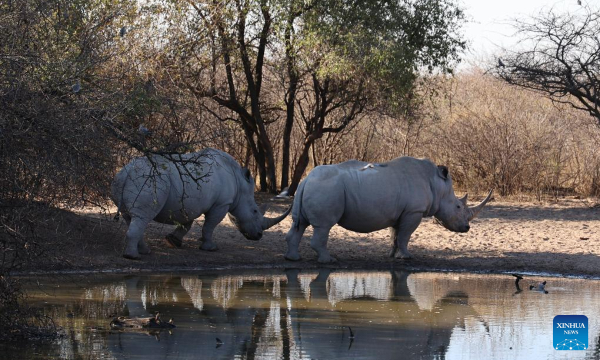 White rhinos are pictured at the Khama Rhino Sanctuary in Serowe, Botswana, on July 28, 2023. Khama Rhino Sanctuary provides a prime habitat for white and black rhinos as well as more than 30 other animal species in the eastern center of Botswana. Photo:Xinhua