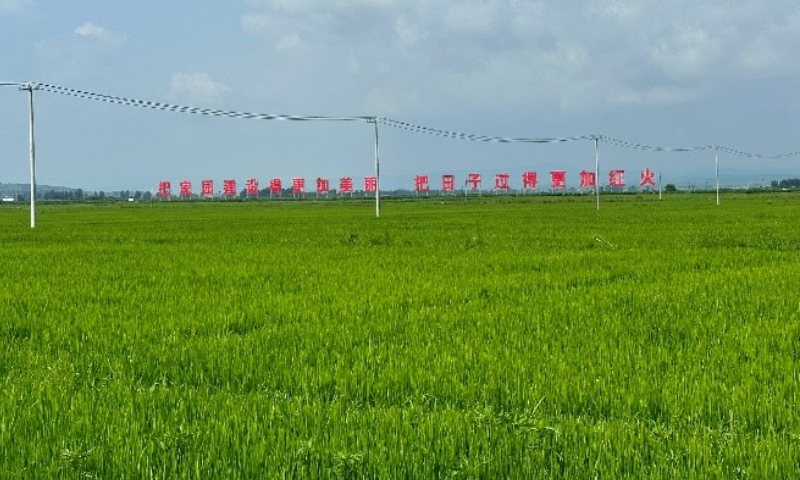 Rice paddies in Guangdong village Photo: Zou Jiyu