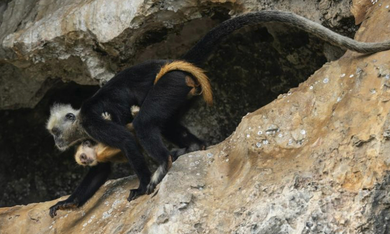 A white-headed langur walks with its baby on a cliff at a national nature reserve in Luobai Town of Jiangzhou District, Chongzuo City, south China's Guangxi Zhuang Autonomous Region, Aug. 5, 2023. The white-headed langur is one of the world's most endangered primate species and exclusive to China. The endangered animal, characterized by the white hair on their heads, are spotted in the 200-square km karst hills between the Zuojiang and Mingjiang rivers in Chongzuo. (Xinhua/Fei Maohua)