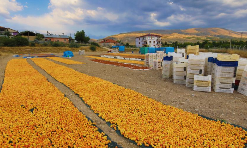 This photo taken on Aug. 6, 2023 shows apricots in drying process in Malatya, central Türkiye. (Mustafa Kaya/Handout via Xinhua)