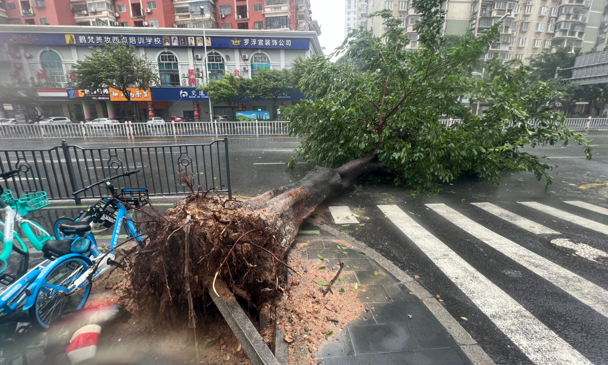 A tree falls down due to the impact of typhoon Doksuri in Xiamen, East China's Fujian Province on July 28, 2023. Photo: VCG