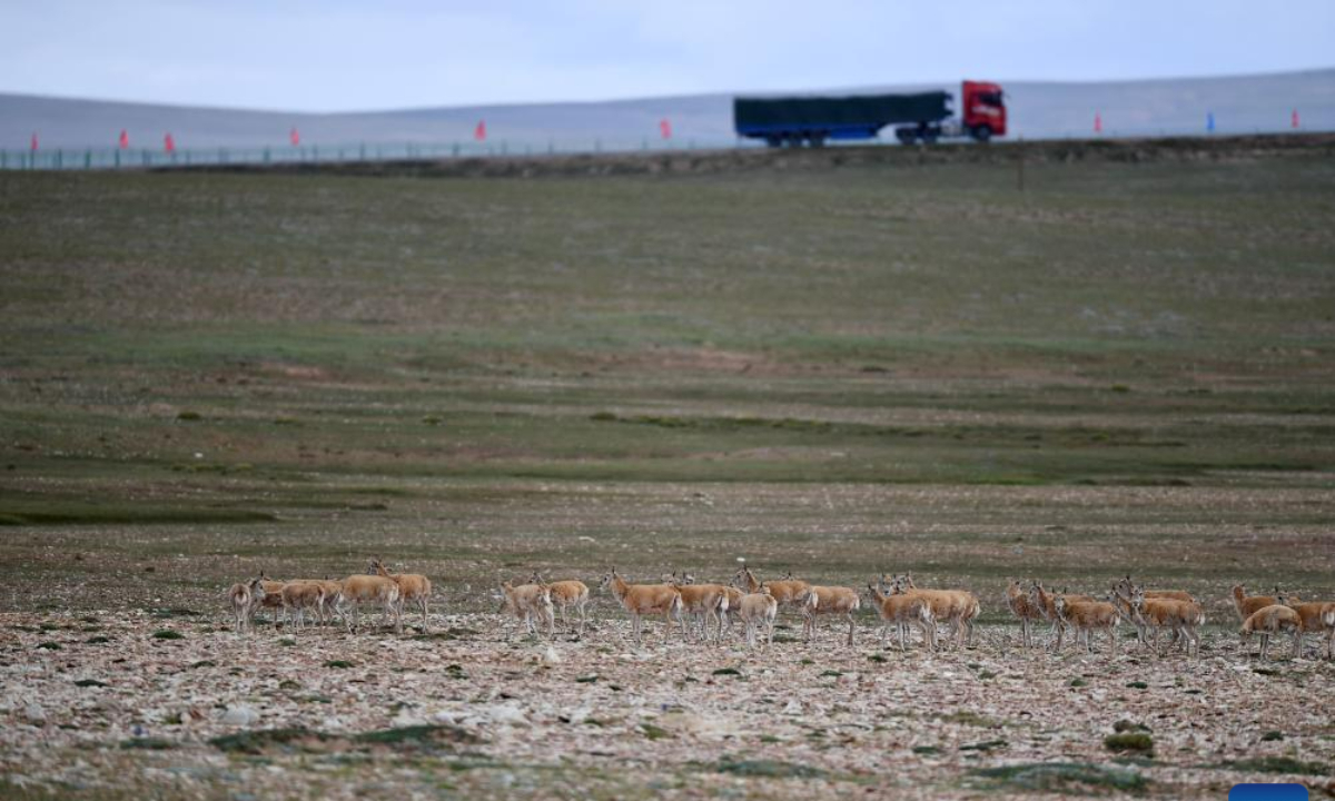 Tibetan antelopes pass through the Qinghai-Tibet Highway to return to their habitat in northwest China's Qinghai Province, July 28, 2023. Photo:Xinhua