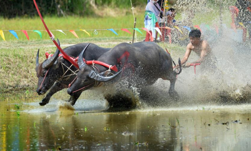 A buffalo racer competes during a buffalo race to celebrate the start of paddy-sowing season in Chonburi, Thailand, Aug. 6, 2023. (Xinhua/Rachen Sageamsak)