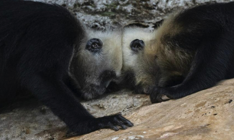 Two white-headed langurs frolic at a national nature reserve in Luobai Town of Jiangzhou District, Chongzuo City, south China's Guangxi Zhuang Autonomous Region, Aug. 5, 2023. The white-headed langur is one of the world's most endangered primate species and exclusive to China. The endangered animal, characterized by the white hair on their heads, are spotted in the 200-square km karst hills between the Zuojiang and Mingjiang rivers in Chongzuo. (Xinhua/Fei Maohua)