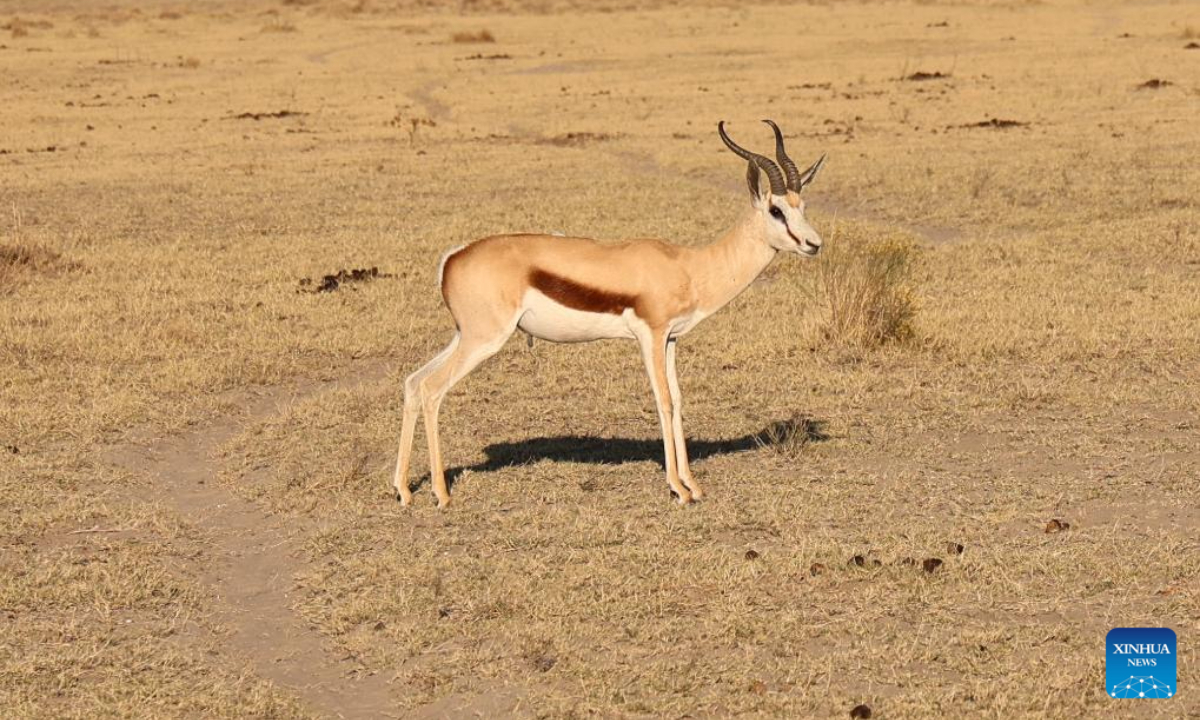 A springbok is pictured at the Khama Rhino Sanctuary in Serowe, Botswana, on July 28, 2023. Khama Rhino Sanctuary provides a prime habitat for white and black rhinos as well as more than 30 other animal species in the eastern center of Botswana. Photo:Xinhua