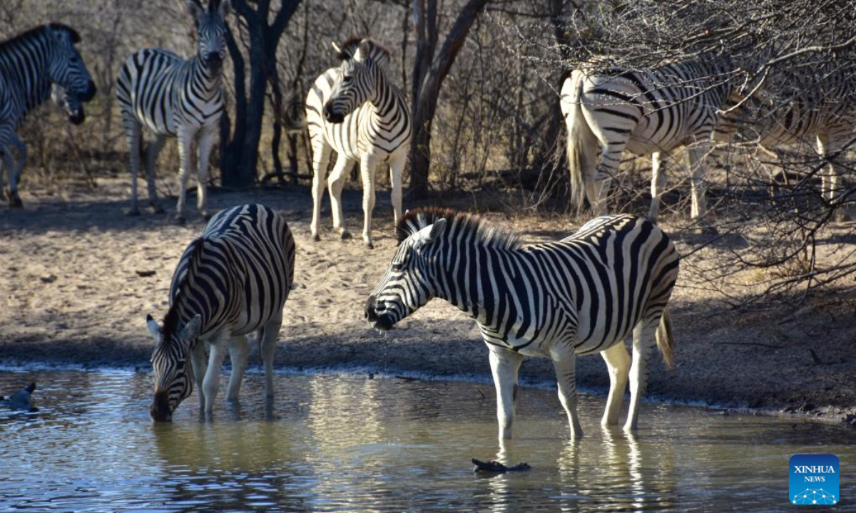 Zebras drink water at the Khama Rhino Sanctuary in Serowe, Botswana, on July 28, 2023. Khama Rhino Sanctuary provides a prime habitat for white and black rhinos as well as more than 30 other animal species in the eastern center of Botswana. Photo:Xinhua