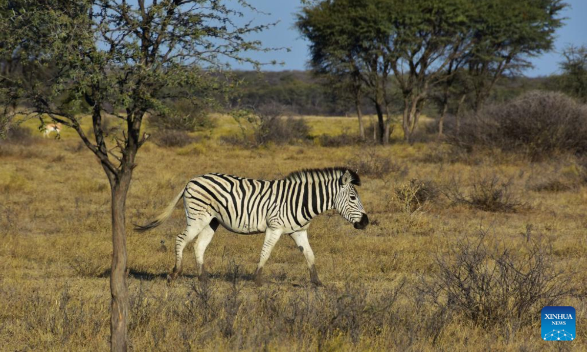 A zebra is pictured at the Khama Rhino Sanctuary in Serowe, Botswana, on July 28, 2023. Khama Rhino Sanctuary provides a prime habitat for white and black rhinos as well as more than 30 other animal species in the eastern center of Botswana. Photo:Xinhua