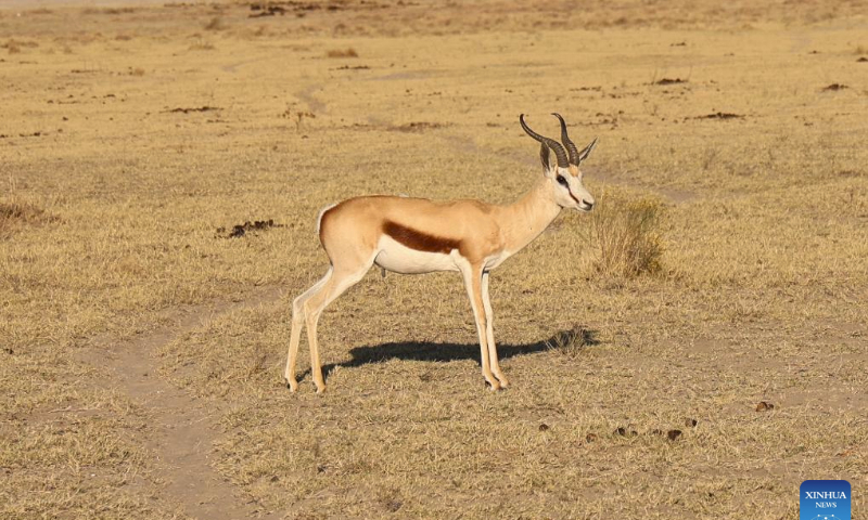 A springbok is pictured at the Khama Rhino Sanctuary in Serowe, Botswana, on July 28, 2023. Khama Rhino Sanctuary provides a prime habitat for white and black rhinos as well as more than 30 other animal species in the eastern center of Botswana. It was founded in 1992 as a community-based wildlife project to help save the extinct rhinos and bring economic benefits to the local community through tourism and the sustainable use of resources. (Xinhua/Teng Junwei)