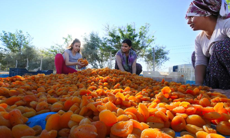 People collect dried apricots in Malatya, central Türkiye, on Aug. 6, 2023. (Mustafa Kaya/Handout via Xinhua)