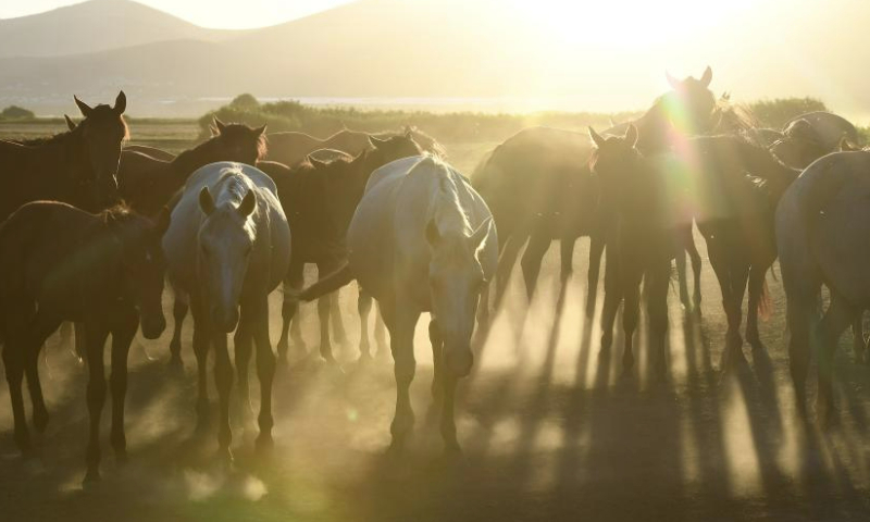 A herd of wild horses are seen at Sultan Reedy National Park in Kayseri, Türkiye, on Aug. 5, 2023. The park is located around Lake Yay in Kayseri Province, central Türkiye. (Mustafa Kaya/Handout via Xinhua)