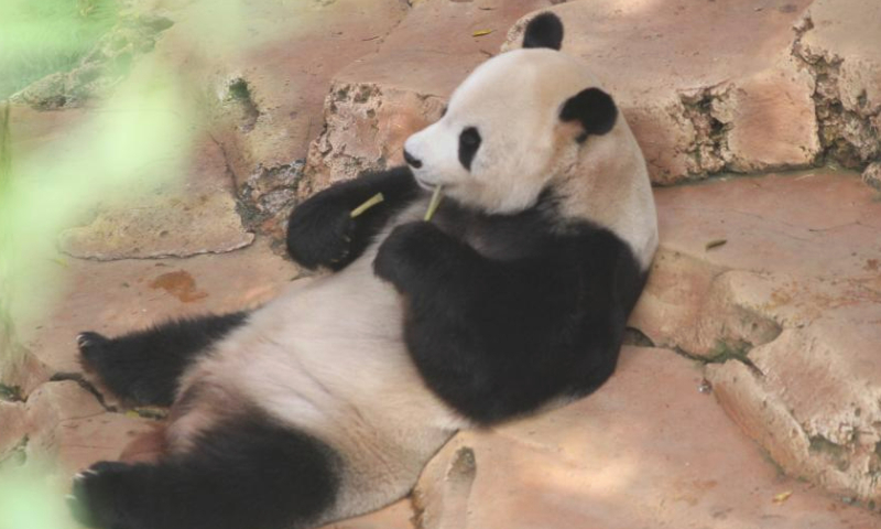 Giant panda Cai Tao is seen during a celebration for his 13th birthday at Taman Safari in Bogor, West Java, Indonesia, Aug. 5, 2023. The giant pandas Cai Tao and Hu Chun from southwest China's Sichuan Province have been living in the safari park since 2017. (Photo by Sandika Fadilah/Xinhua)