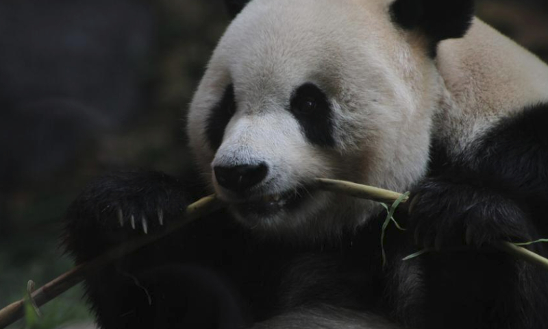 Giant panda Cai Tao is seen during a celebration for his 13th birthday at Taman Safari in Bogor, West Java, Indonesia, Aug. 5, 2023. The giant pandas Cai Tao and Hu Chun from southwest China's Sichuan Province have been living in the safari park since 2017. (Photo by Sandika Fadilah/Xinhua)