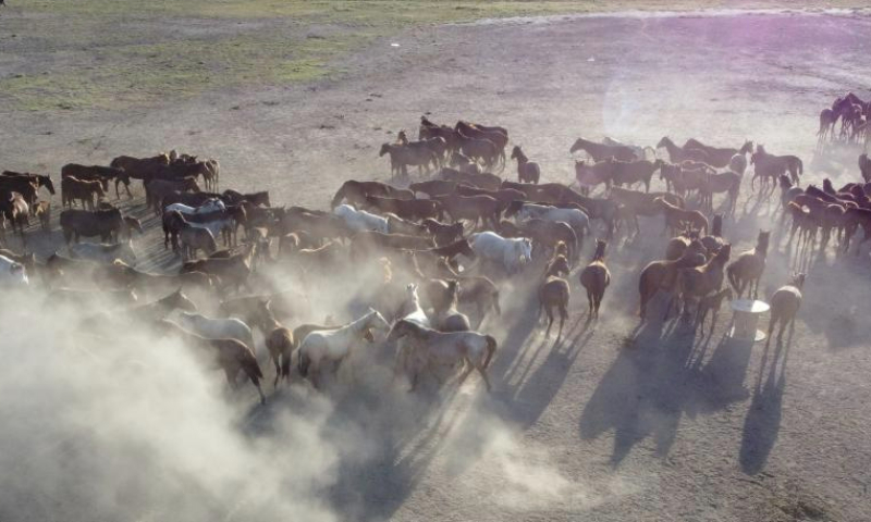 This aerial photo taken on Aug. 5, 2023 shows a herd of wild horses at Sultan Reedy National Park in Kayseri, Türkiye. The park is located around Lake Yay in Kayseri Province, central Türkiye. (Mustafa Kaya/Handout via Xinhua)