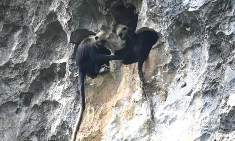 Two white-headed langurs rest on a cliff at a national nature reserve in Luobai Town of Jiangzhou District, Chongzuo City, south China's Guangxi Zhuang Autonomous Region, Aug. 5, 2023. The white-headed langur is one of the world's most endangered primate species and exclusive to China. The endangered animal, characterized by the white hair on their heads, are spotted in the 200-square km karst hills between the Zuojiang and Mingjiang rivers in Chongzuo. (Xinhua/Zhang Ailin)