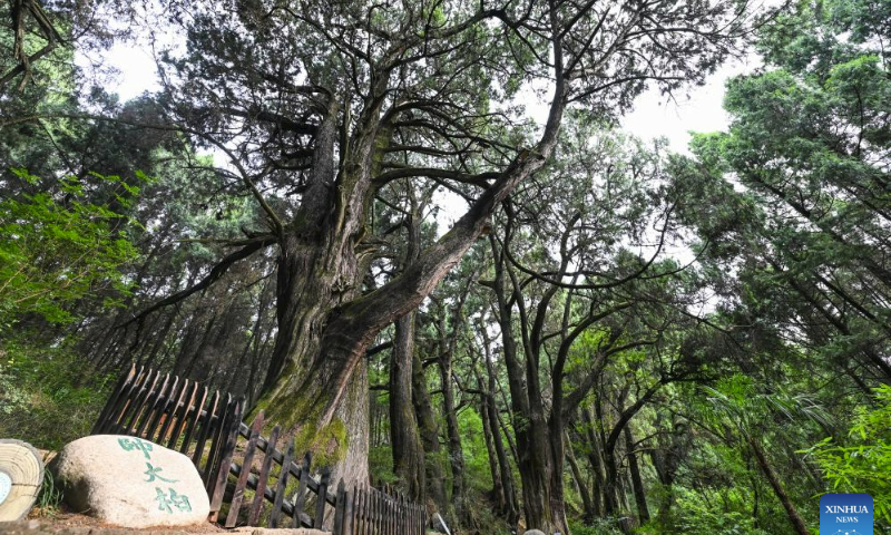 This photo taken on July 25, 2023 shows ancient cypress trees in the Cuiyunlang section of an ancient road system known as Shudao in Jiange County of Guangyuan City, southwest China's Sichuan Province. The ancient cypress trees along the Cuiyunlang section of Shudao boast an average age of 1,050 years, with the oldest tree dating back approximately 2,300 years.

Presently, the Cuiyunlang section proudly harbors 7,803 ancient trees, with a staggering 7,778 being ancient cypress trees. (Xinhua/Wang Xi)