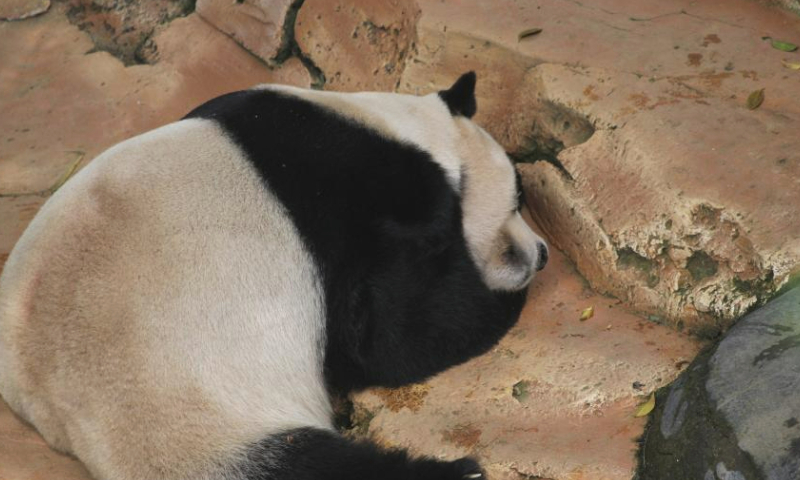 Giant panda Cai Tao is seen during a celebration for his 13th birthday at Taman Safari in Bogor, West Java, Indonesia, Aug. 5, 2023. The giant pandas Cai Tao and Hu Chun from southwest China's Sichuan Province have been living in the safari park since 2017. (Photo by Sandika Fadilah/Xinhua)