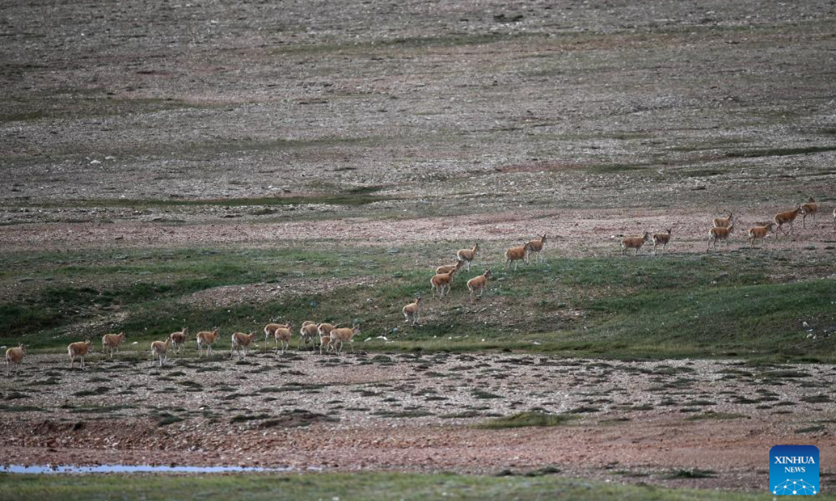 Tibetan antelopes pass through the Qinghai-Tibet Highway to return to their habitat in northwest China's Qinghai Province, July 28, 2023. Photo:Xinhua