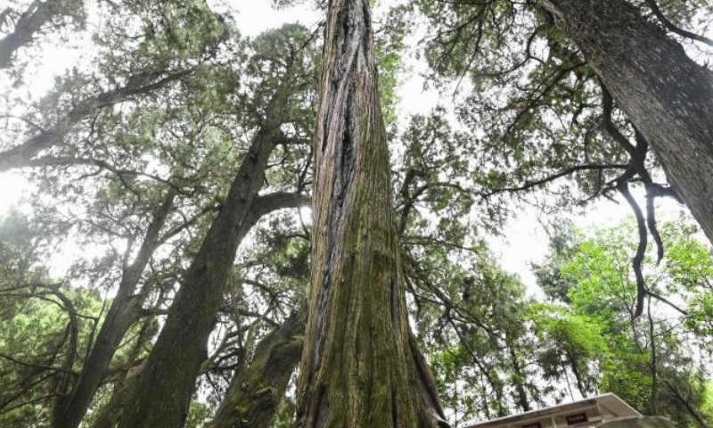 This photo taken on July 24, 2023 shows ancient cypress trees in the Cuiyunlang section of an ancient road system known as Shudao in Jiange County of Guangyuan City, southwest China's Sichuan Province. The ancient cypress trees along the Cuiyunlang section of Shudao boast an average age of 1,050 years, with the oldest tree dating back approximately 2,300 years.

Presently, the Cuiyunlang section proudly harbors 7,803 ancient trees, with a staggering 7,778 being ancient cypress trees. (Xinhua/Wang Xi)