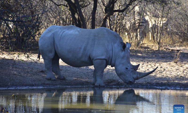 A white rhino drinks water at the Khama Rhino Sanctuary in Serowe, Botswana, on July 28, 2023. Khama Rhino Sanctuary provides a prime habitat for white and black rhinos as well as more than 30 other animal species in the eastern center of Botswana. It was founded in 1992 as a community-based wildlife project to help save the extinct rhinos and bring economic benefits to the local community through tourism and the sustainable use of resources. (Xinhua/Teng Junwei)