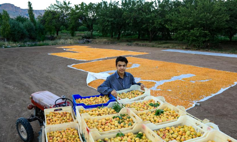 A man unloads apricots for drying process in Malatya, central Türkiye, on Aug. 6, 2023. (Mustafa Kaya/Handout via Xinhua)

