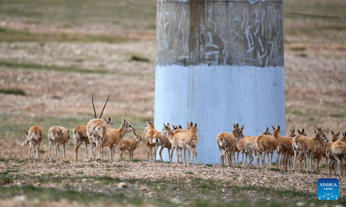 Tibetan antelopes pass through the Qinghai-Tibet Highway to return to their habitat in northwest China's Qinghai Province, July 28, 2023. Photo:Xinhua