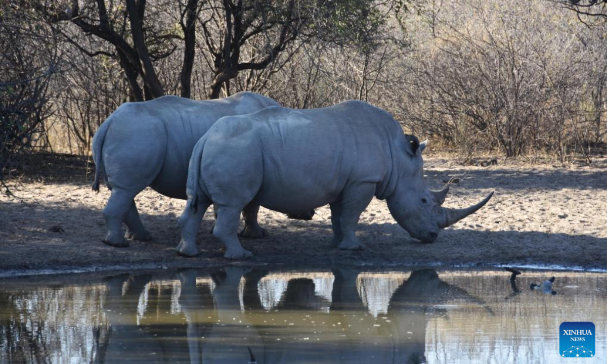 White rhinos are pictured at the Khama Rhino Sanctuary in Serowe, Botswana, on July 28, 2023. Khama Rhino Sanctuary provides a prime habitat for white and black rhinos as well as more than 30 other animal species in the eastern center of Botswana. Photo:Xinhua