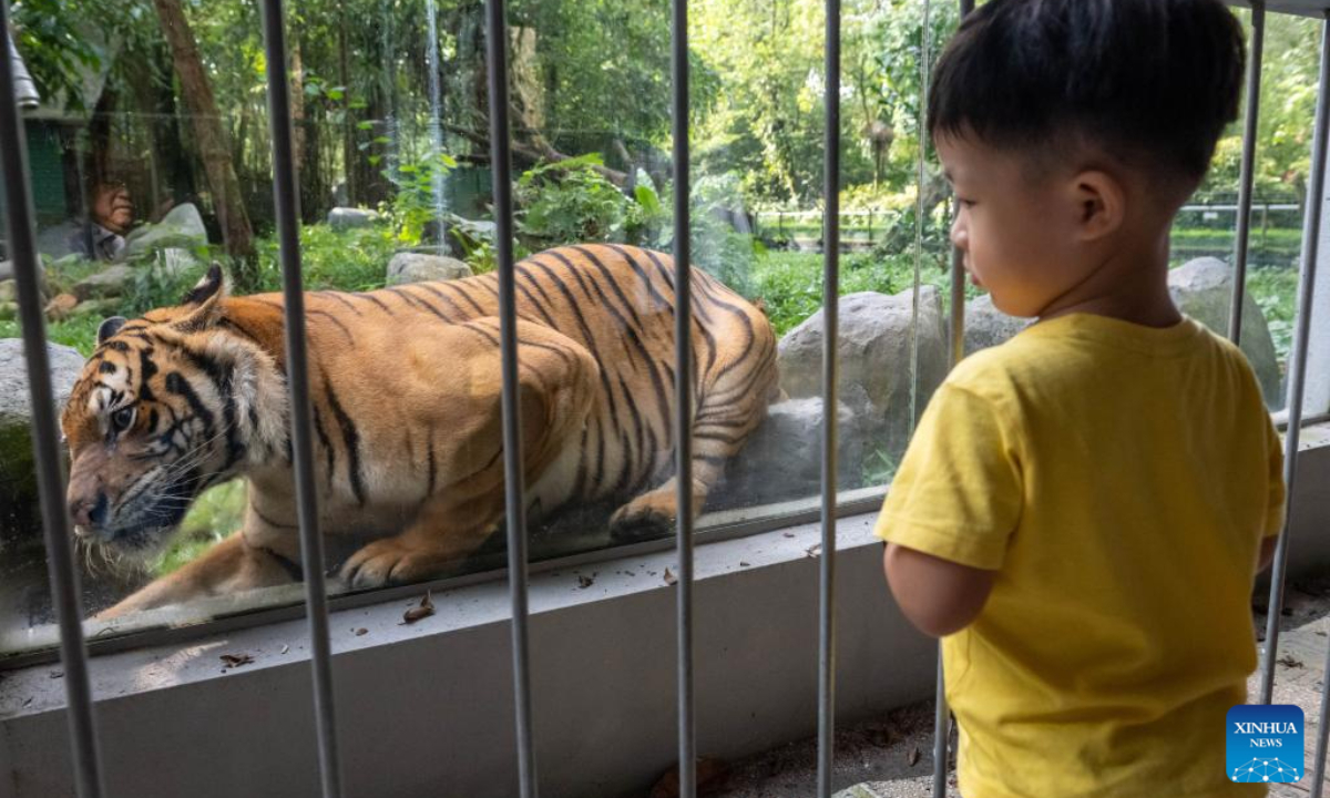 A boy watches a Malayan tiger at Zoo Negara, the national zoo of Malaysia, in Kuala Lumpur, Malaysia, on July 29, 2023. The International Tiger Day is marked on July 29 every year. Photo:Xinhua