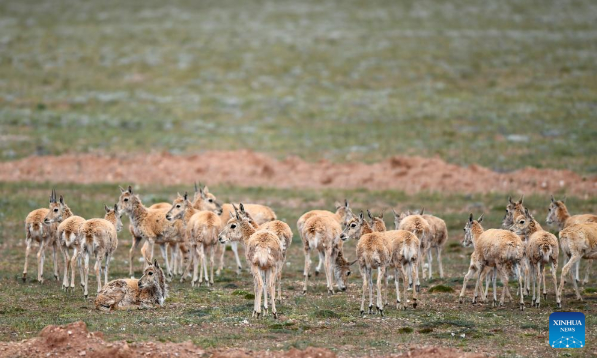 Tibetan antelopes pass through the Qinghai-Tibet Highway to return to their habitat in northwest China's Qinghai Province, July 28, 2023. Photo:Xinhua